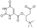 3-[(2,4-dioxo-1H-pyrimidin-6-yl)-oxomethoxy]-4-(trimethylammonio)butanoate