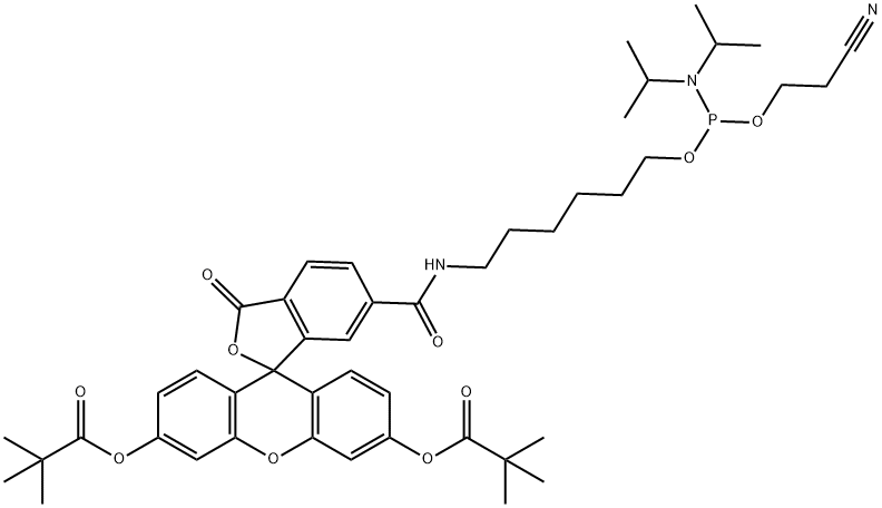 6-FAM 亚磷酰胺