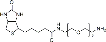 (+)-Biotin-PEG3-CH2CH2NH2