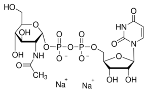Uridine 5'-Diphospho-N-acetylglucosamine Disodium Salt