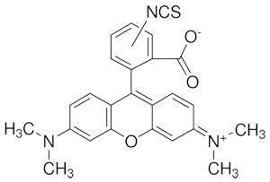 TETRAMETHYLRHODAMINE-6-ISOTHIOCYANATE
