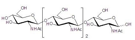 N-乙酰化壳四糖