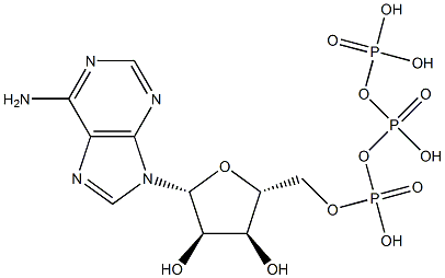 三磷酸腺苷溶液(ATP,10mmol/L)