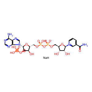 NADP (Β-烟酰胺腺嘌呤二核苷酸磷酸(辅酶II)一钠盐)