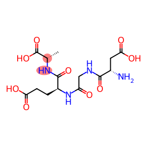 aspartyl-glycyl-glutamyl-alanine